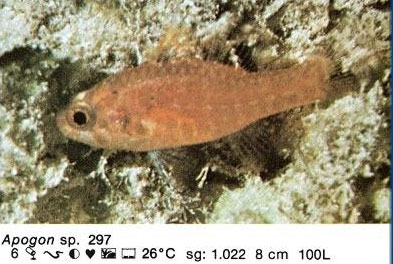 Apogon sp